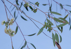 Eucalyptus pendens