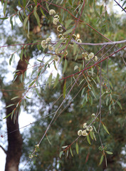 Eucalyptus pendens