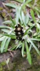 Omalotheca norvegica