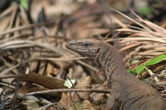 Varanus bengalensis