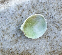 Acrosterigma kerslakae