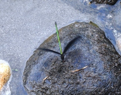 Atrocalopteryx atrata