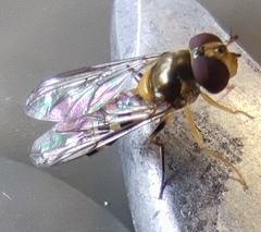 Meliscaeva cinctella