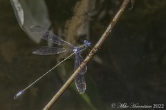 Lestes inaequalis