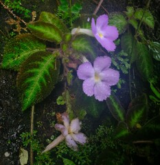 Episcia lilacina