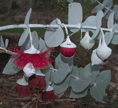 Eucalyptus rhodantha