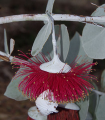 Eucalyptus rhodantha
