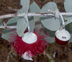 Eucalyptus rhodantha