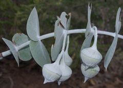 Eucalyptus rhodantha