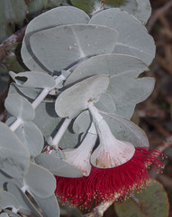 Eucalyptus rhodantha