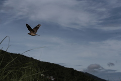 Caprimulgus affinis stictomus