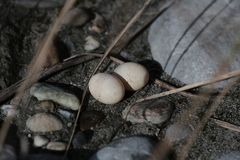 Caprimulgus affinis stictomus