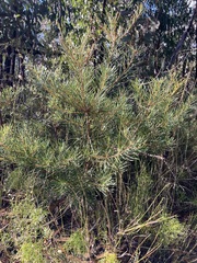 Banksia cunninghamii