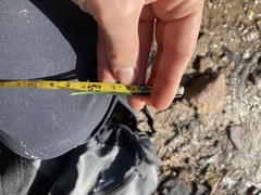 Banksia cunninghamii