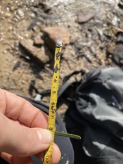 Banksia cunninghamii