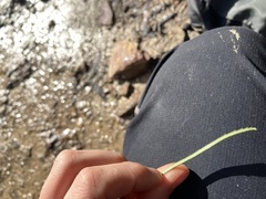 Banksia cunninghamii