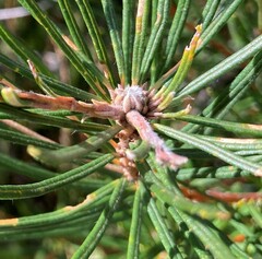 Banksia cunninghamii