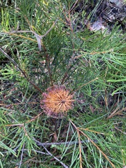 Banksia cunninghamii