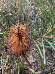 Banksia cunninghamii
