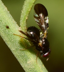 Oxyaciura tibialis