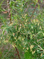 Styphelia setigera