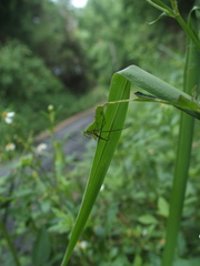 Leucauge blanda