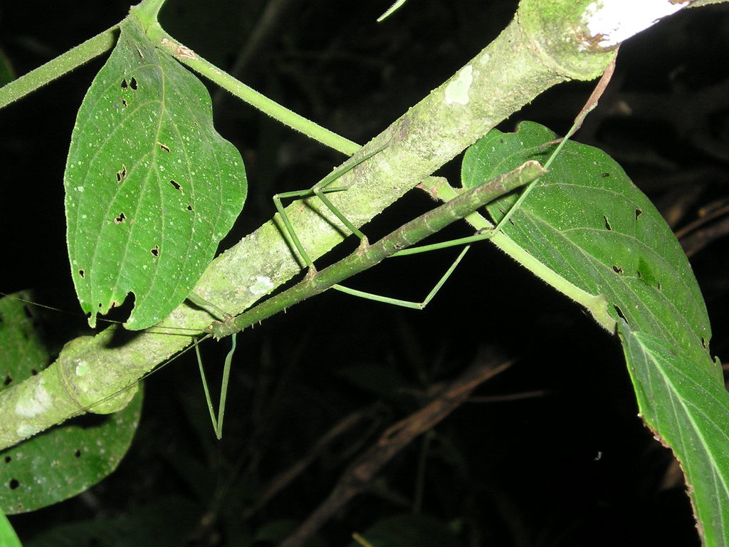 Dyme rarospinosa