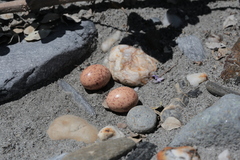 Caprimulgus affinis stictomus