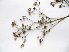 Gypsophila pacifica