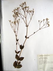 Gypsophila pacifica