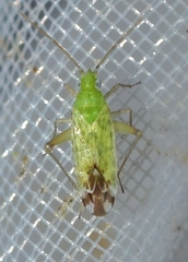 Macrotylus