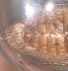 Pseudophoraspis nebulosa