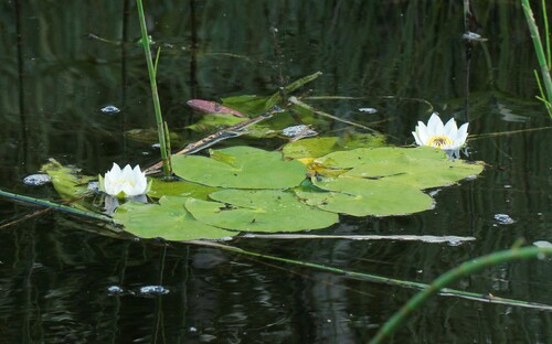 Image of Nymphaea tetragona by (c) Иван Пристрем, some rights reserved (CC BY)