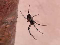 Nephilengys malabarensis