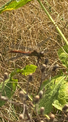 Sympetrum pedemontanum