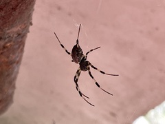 Nephilengys malabarensis