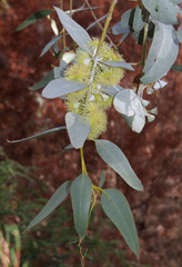 Eucalyptus woodwardii