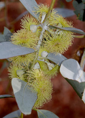 Eucalyptus woodwardii