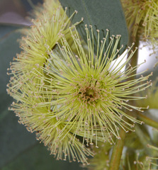 Eucalyptus woodwardii