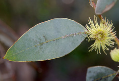 Eucalyptus woodwardii