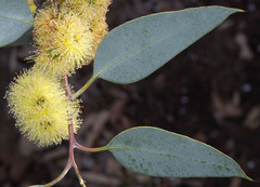 Eucalyptus woodwardii