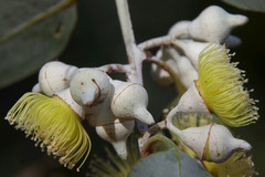 Eucalyptus woodwardii