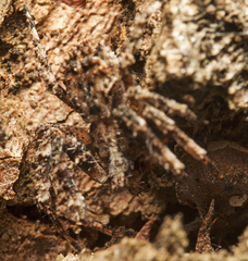 Stephanopis altifrons