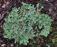 Pseudocyphellaria homoeophylla