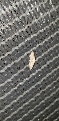 Stenopaltis lithina