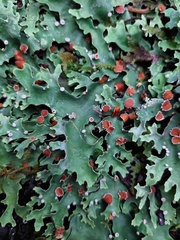 Pseudocyphellaria homoeophylla