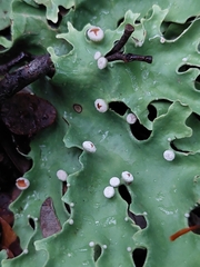 Pseudocyphellaria homoeophylla