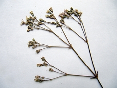 Gypsophila pacifica