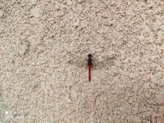 Bradinopyga strachani