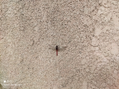 Bradinopyga strachani